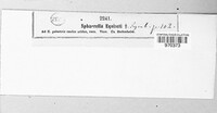 Mycosphaerella equiseti image